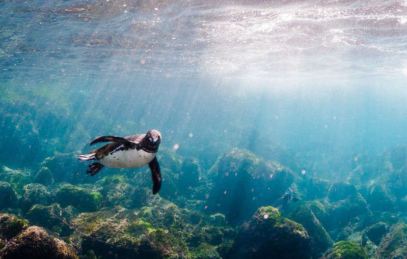 Pingüino de Galápagos