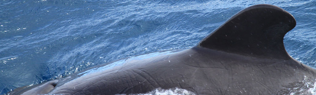 Whale | Galapagos cruise