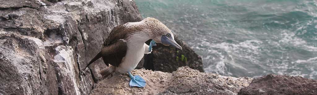 Blue Footed Pirouette | Galapagos 