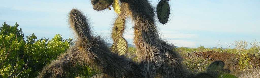 Cactus Galapagos - Galapagos Tours