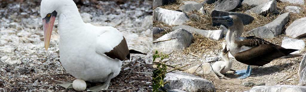 Galapagos babies - Galapagos Tours