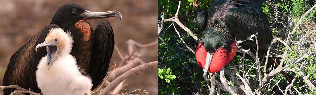 Nest - Galapagos Tours