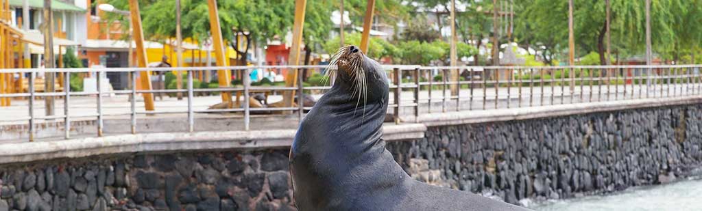 Leones marinos - Galápagos Tours