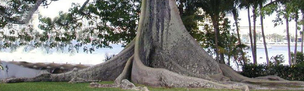 Árboles de ceiba