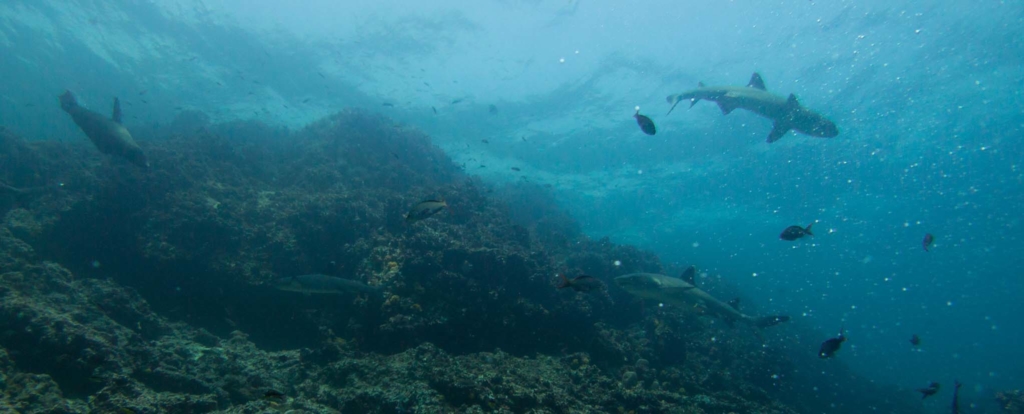 La fauna marina de Galápagos