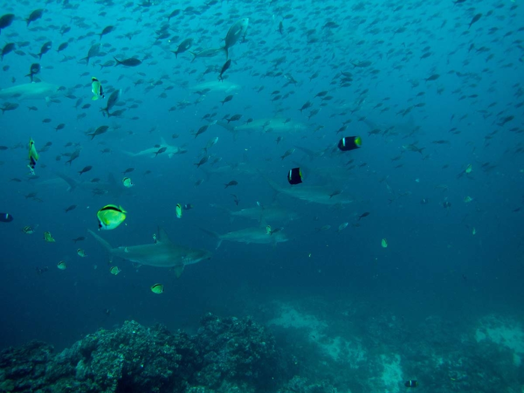 Galapagos sharks