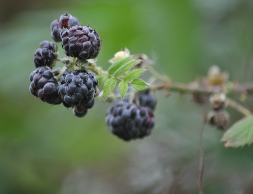 Galapagos Islands: Invasive blackberry is almost ubiquitous