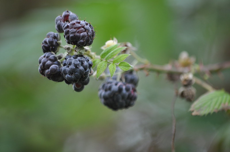 Galapagos blackberry 