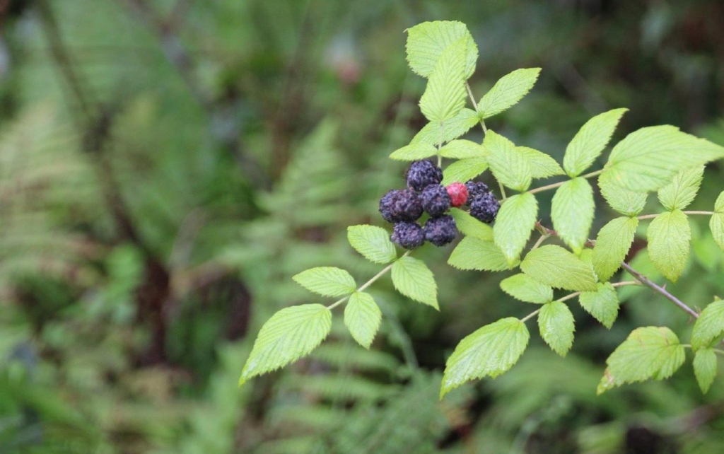 Galapagos blackberry