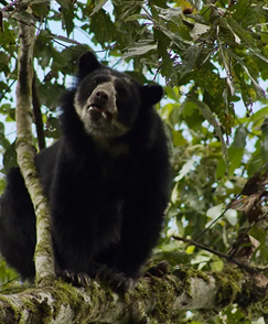 Ecuador bear