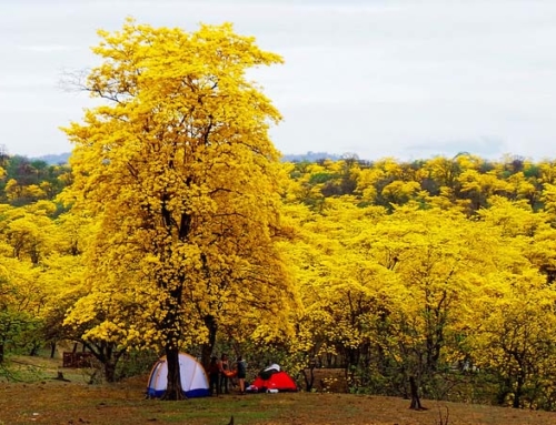 The yellow flowers of Guayacanes are a highlight of the south of Ecuador