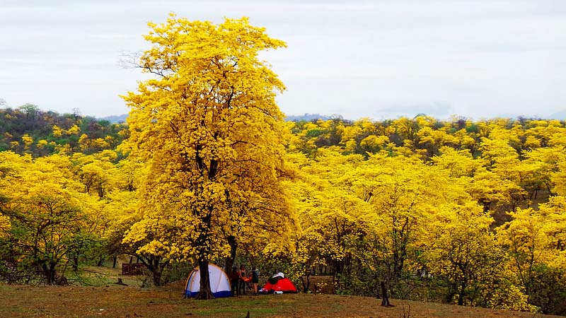 Guayacanes | Ecuador 