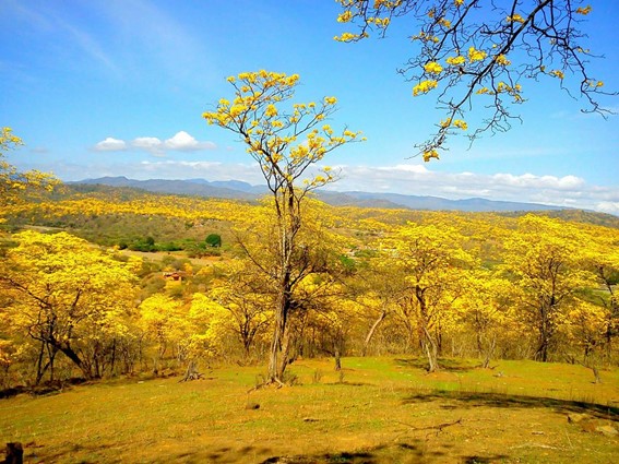 Guayacanes | Ecuador