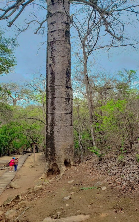 Puyango forest