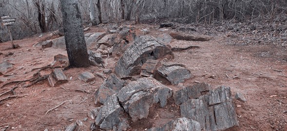 Puyango forest 