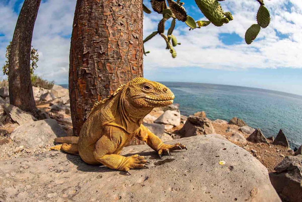 Plazas Sur | iguana de galápagos