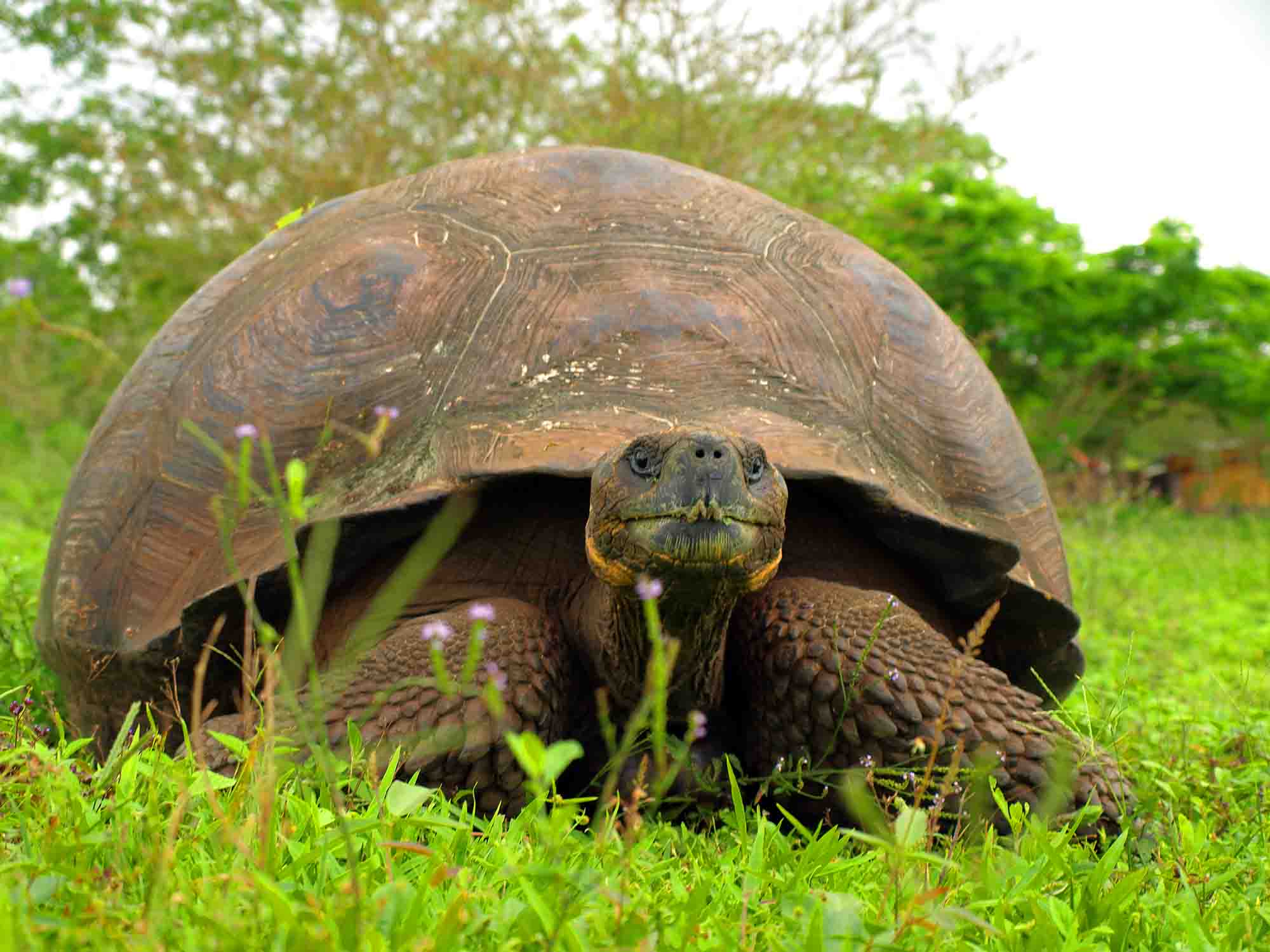 GPS Giant Tortoise