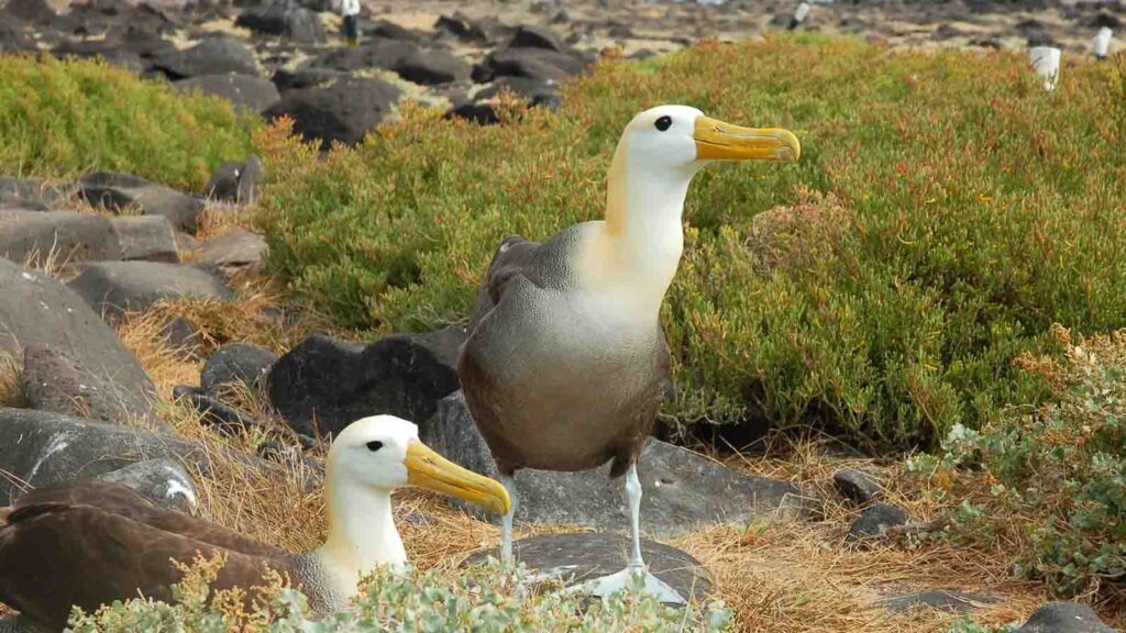 Albatros | Galapagos islands