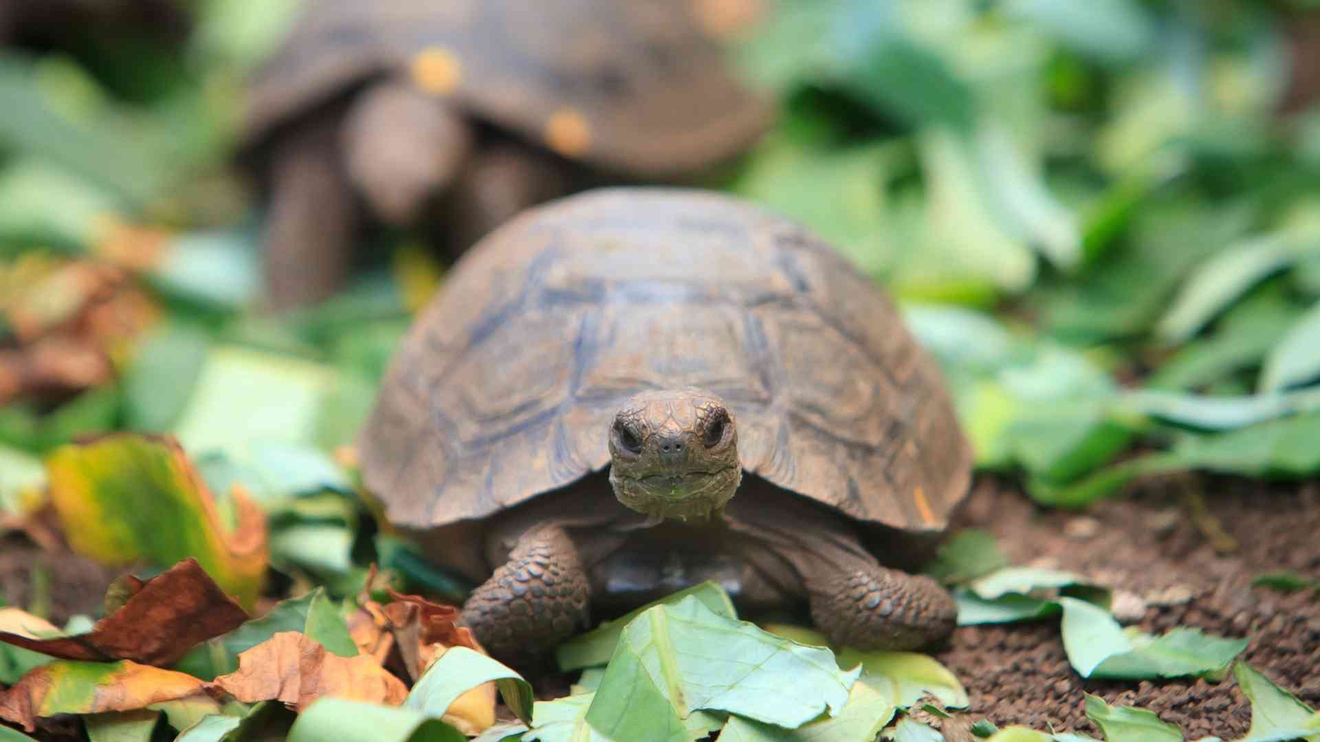 Galapagos baby turtle