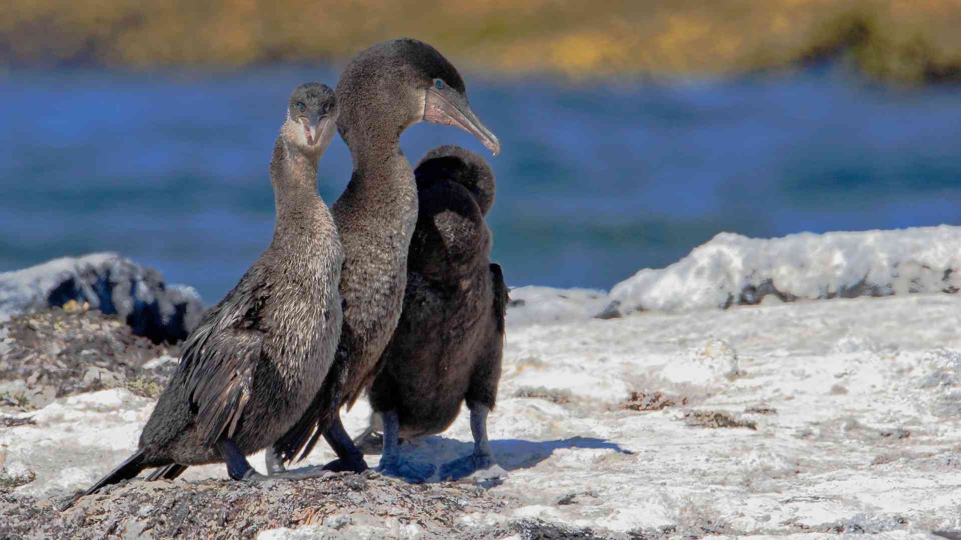 Galapagos cormorants