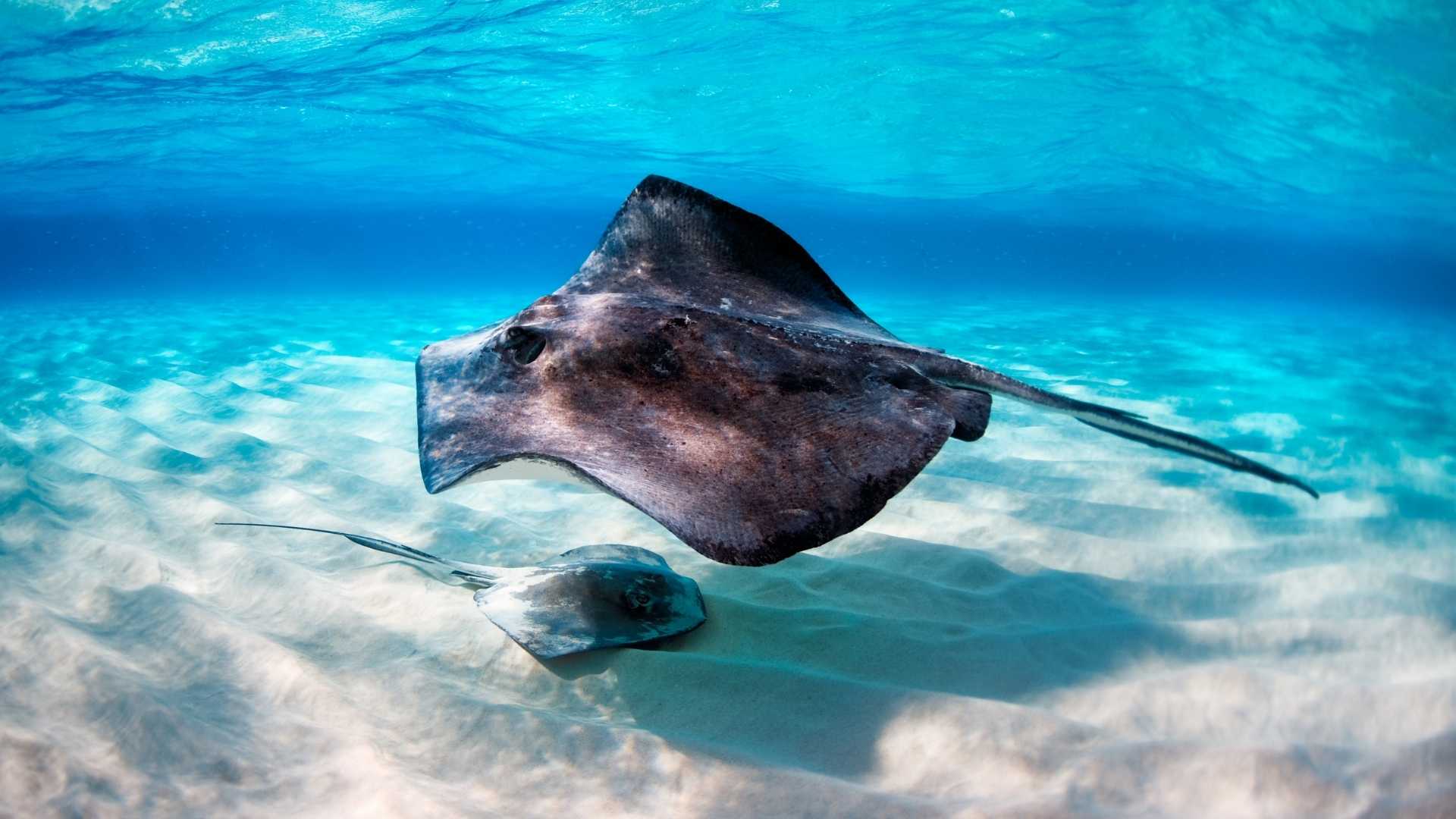 Galapagos rays