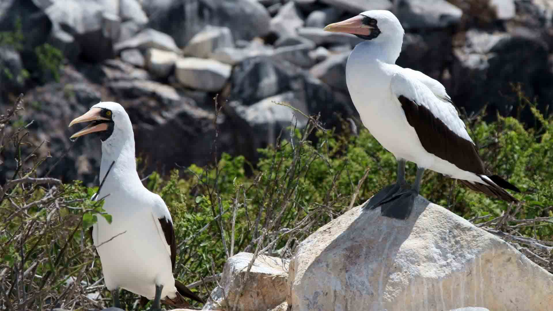 Masked boobies | Galapagos