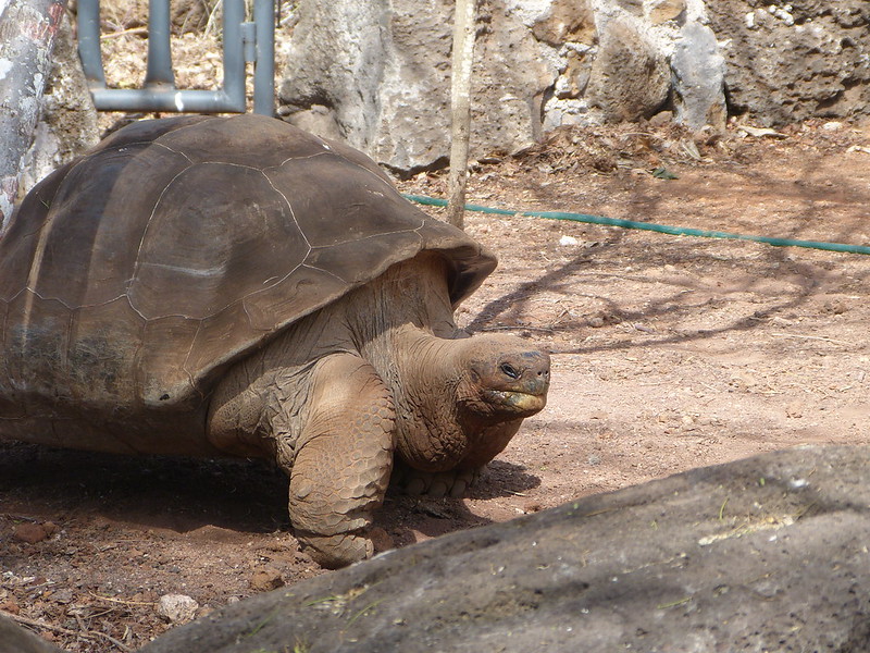 San Cristobal Interpretation center | Giant tortoise