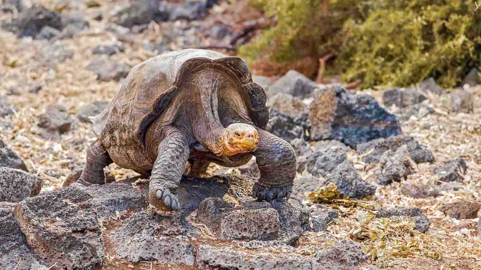 San Cristobal Tortoise