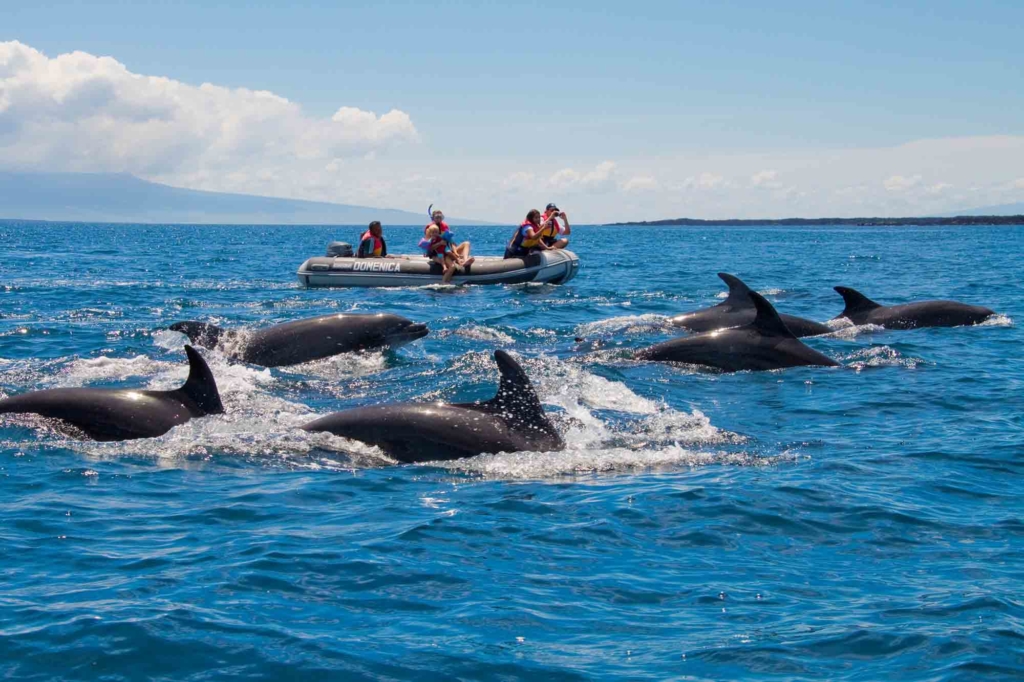 Galapagos dolphins