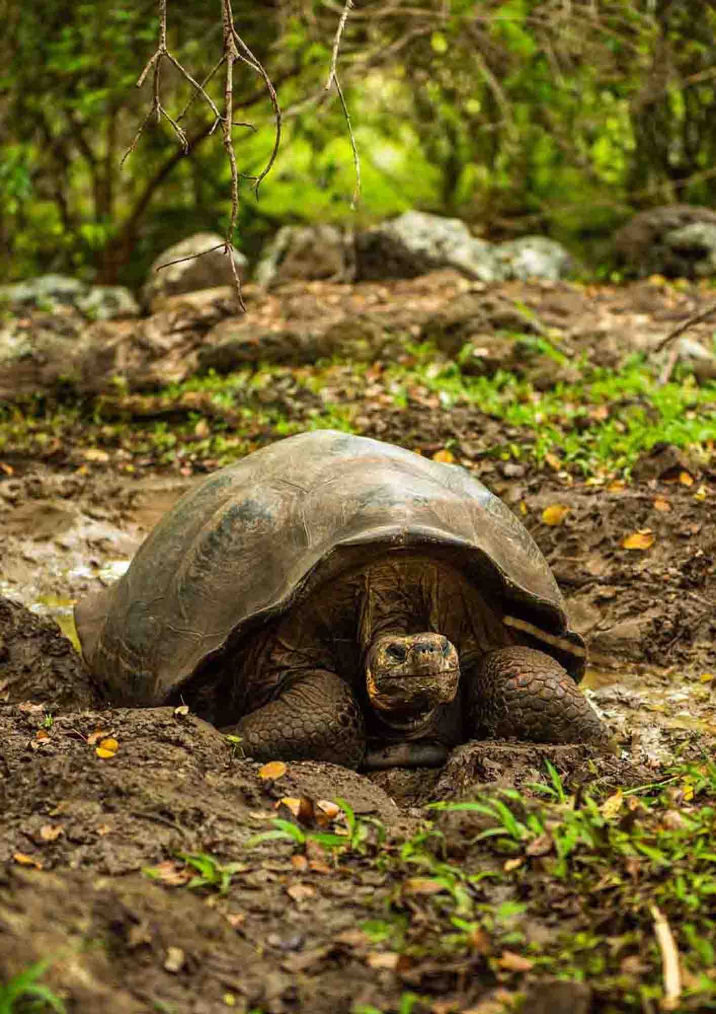 Galapagos giant tortoise , santa cruz