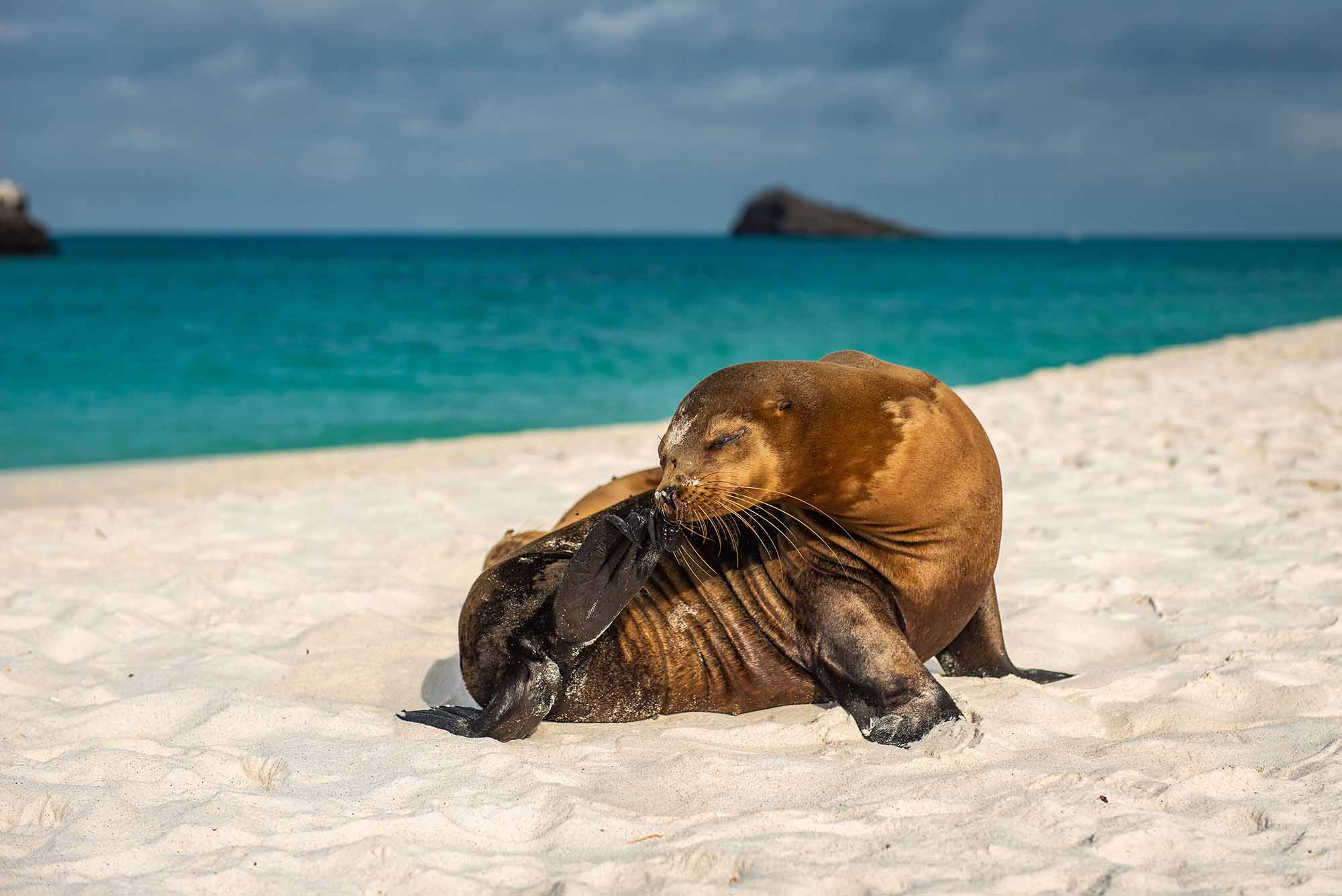 Galapagos sea lion | Latin Trails