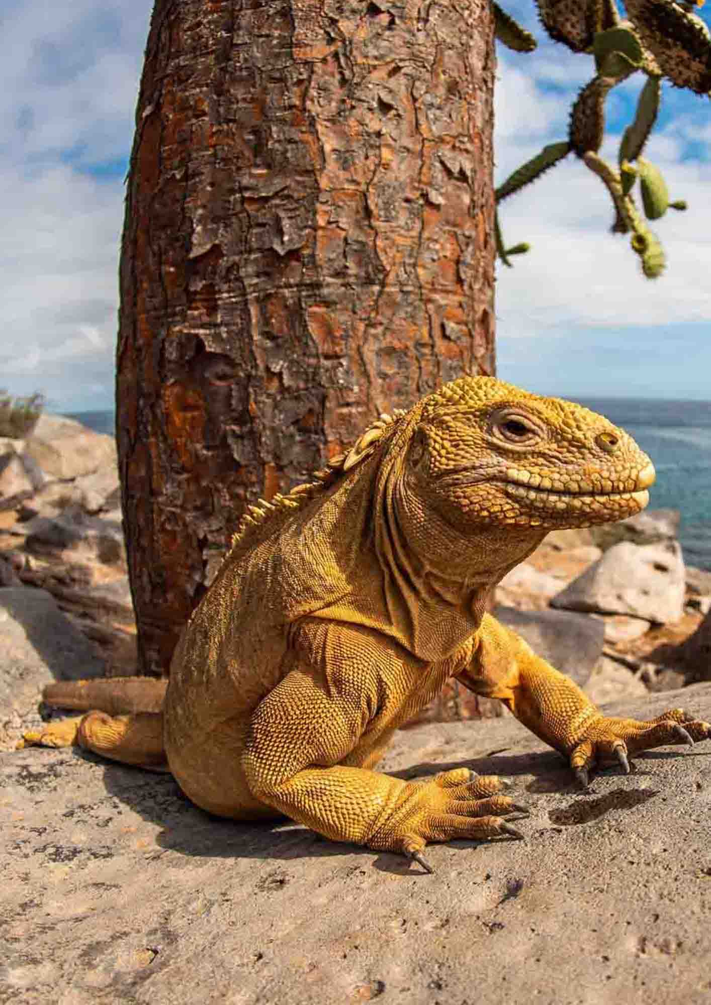 Galapagos land iguana