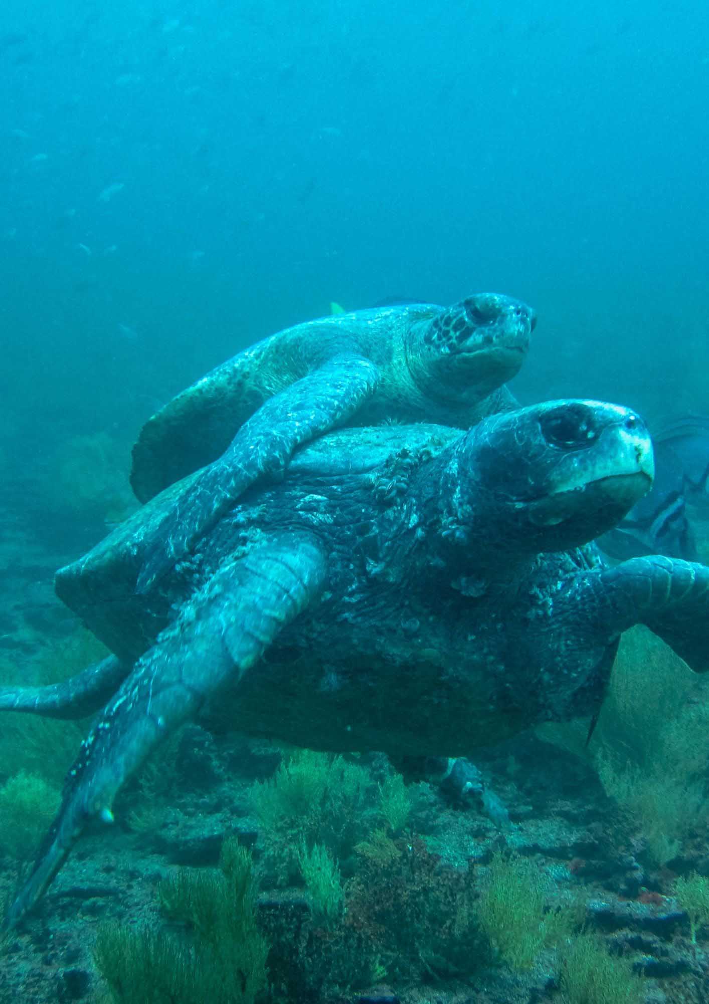 Galapagos marine turtle