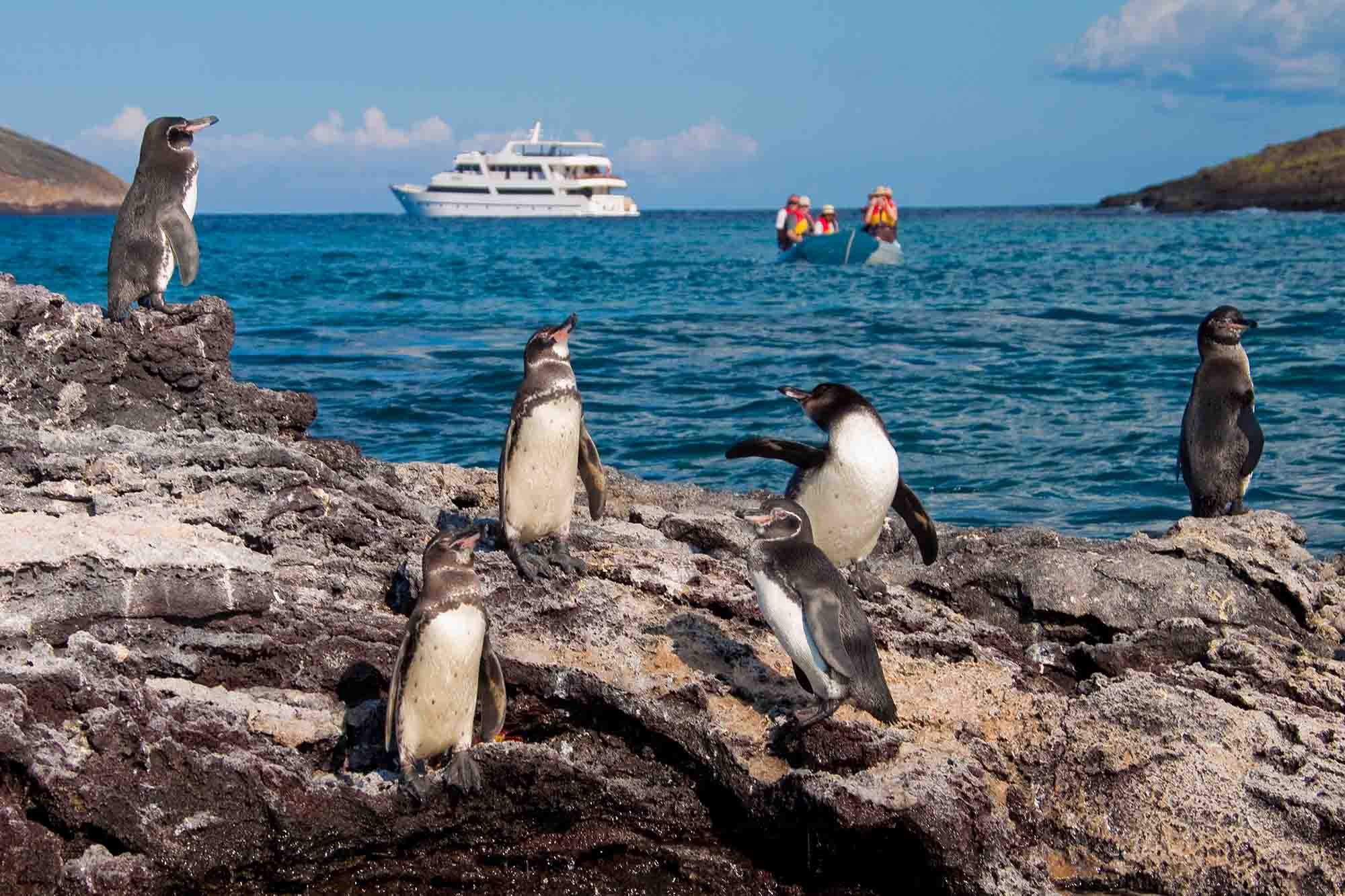 Pinguinos de Galapagos