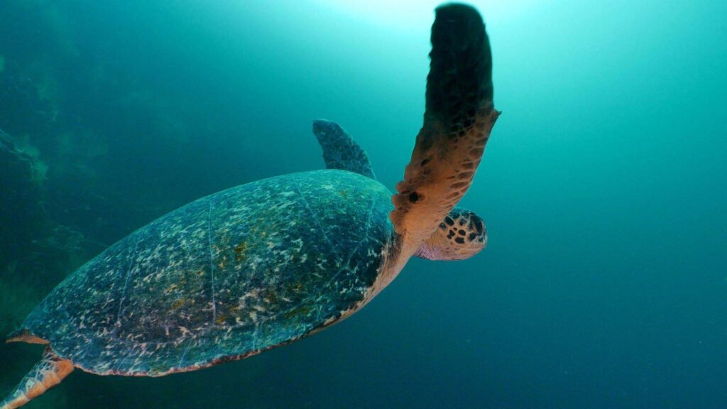 Tortuga marina de Galapagos