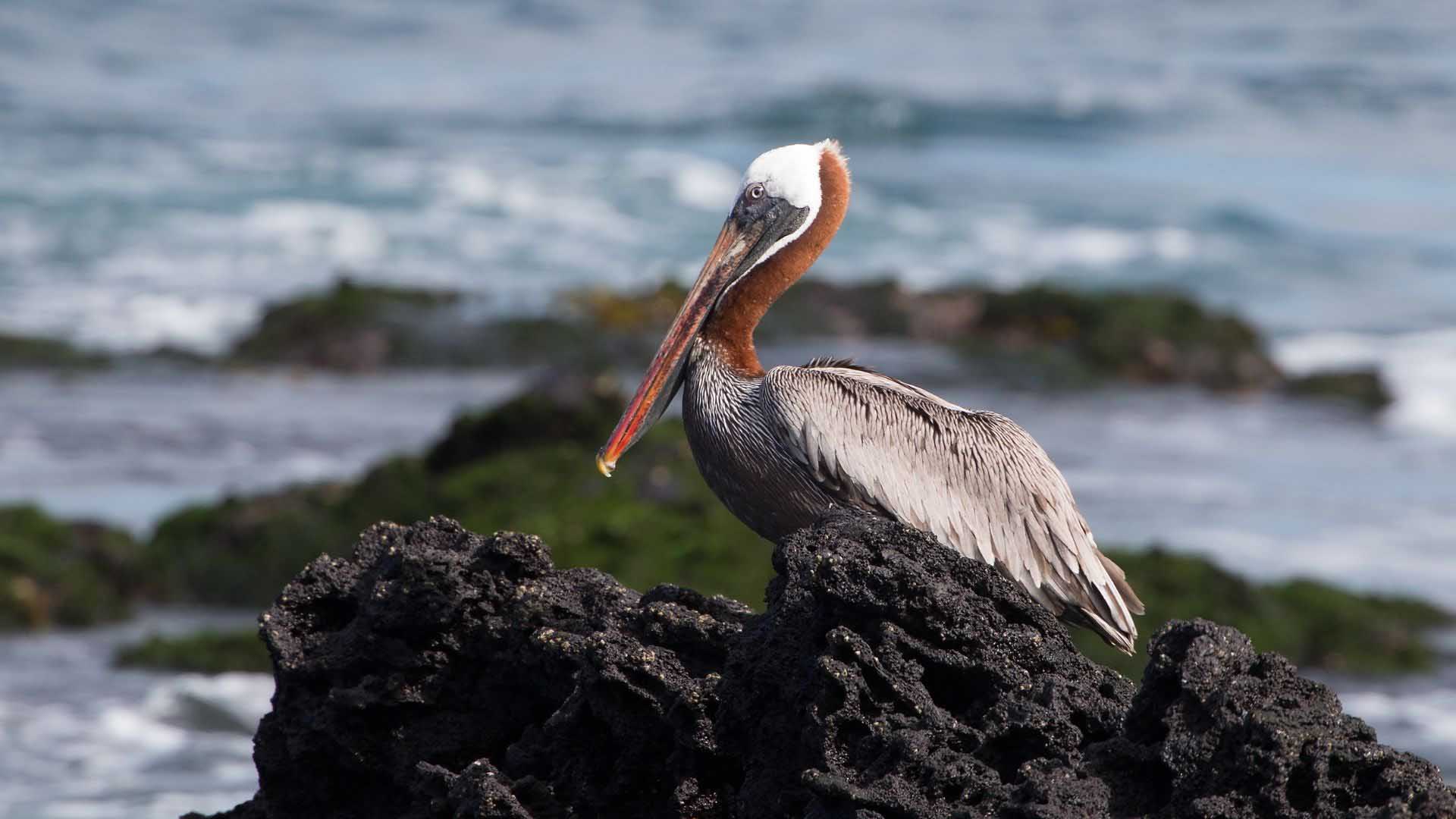 Galapagos pelikan