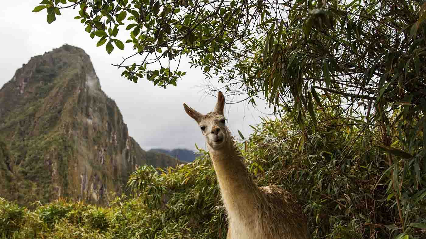Cuzco - Alpaca