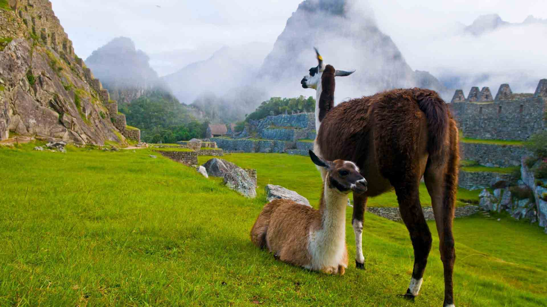 Machu Picchu - alpaca