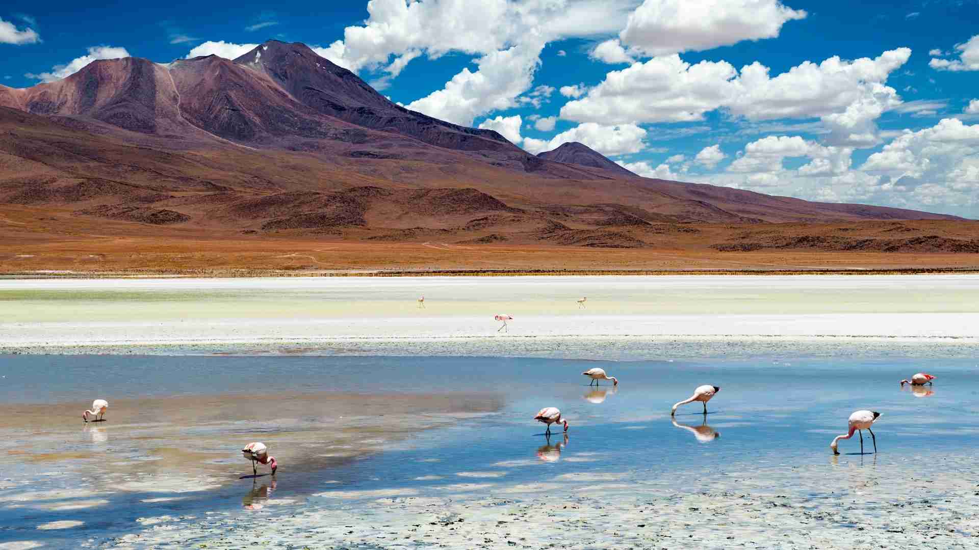 Tunupa | Flamingos | Bolivia