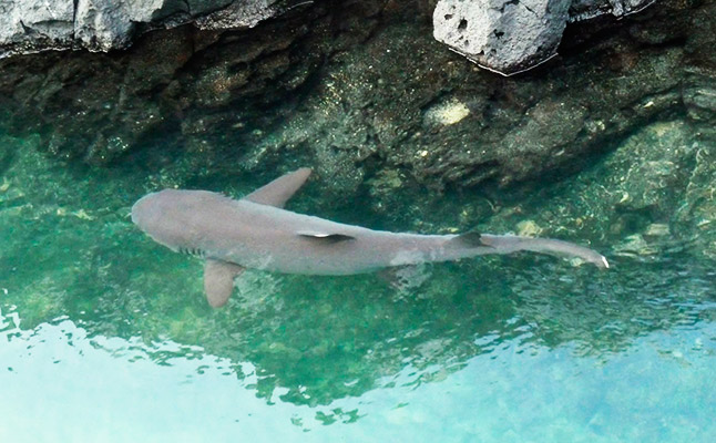 Galapagos shark - Tintoreras