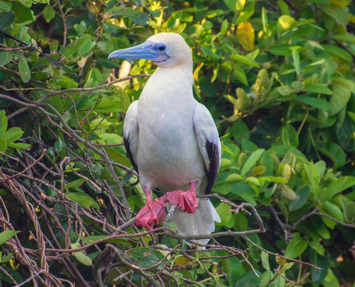 red footed-booby