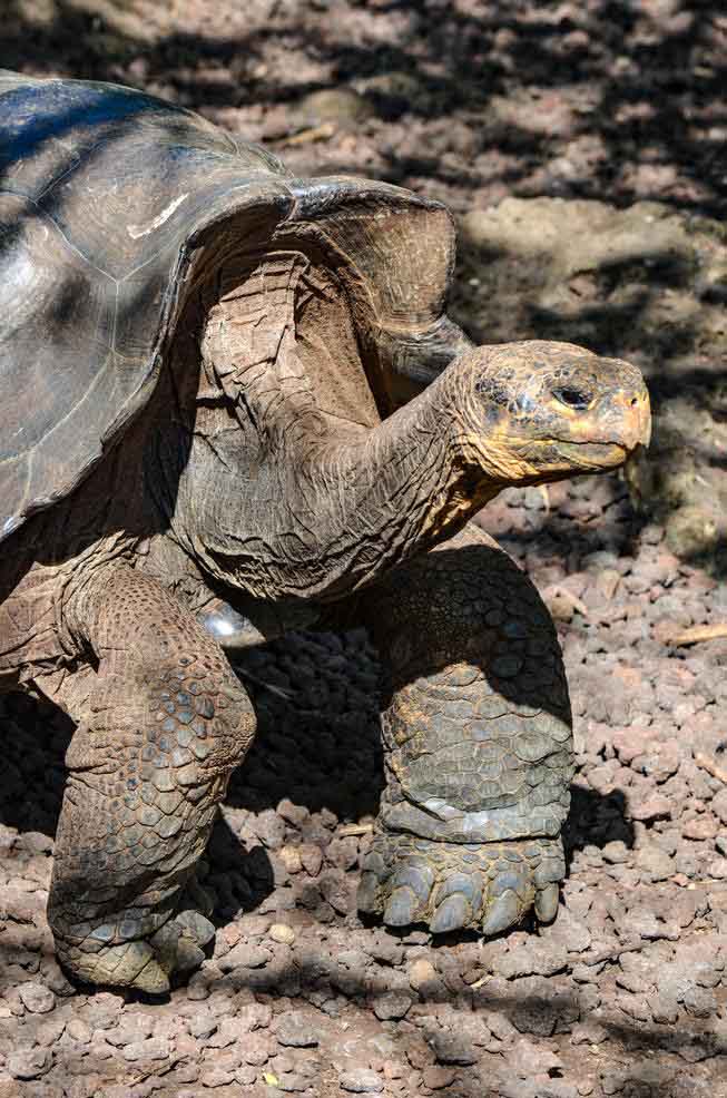 tortoise galapagos