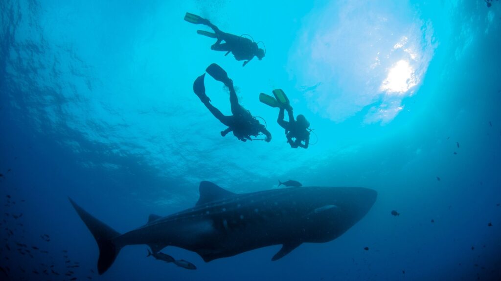 Galapagos Shark - Snorkeling