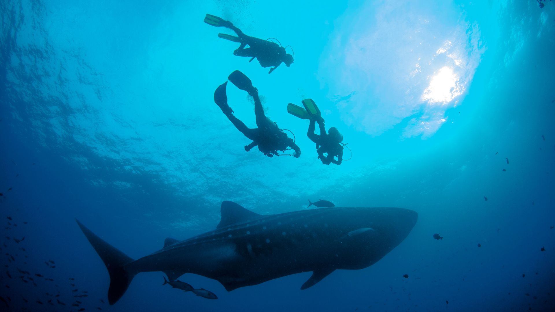 Galapagos Shark - Snorkeling