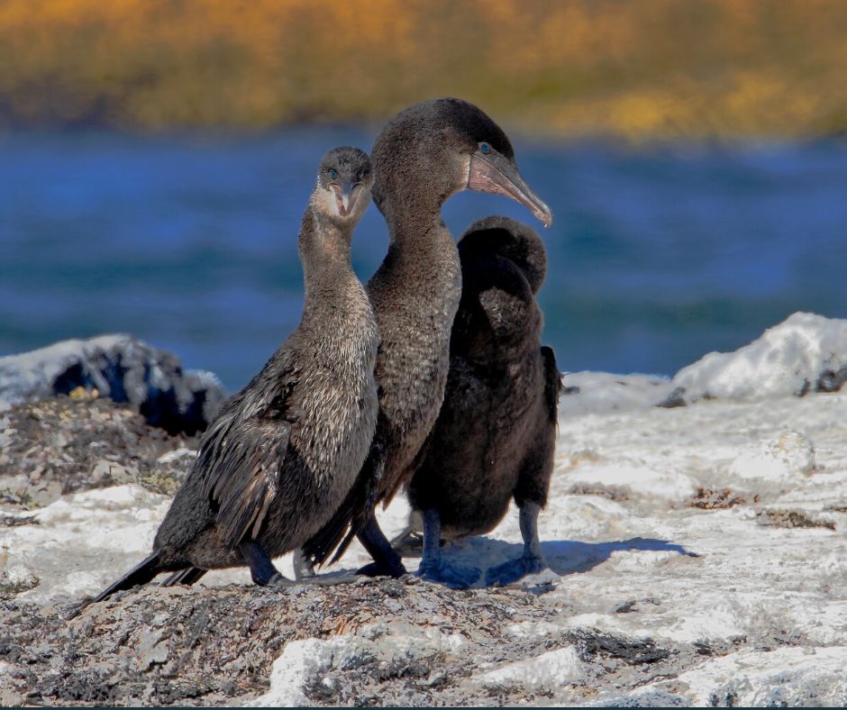 Flightless cormorants