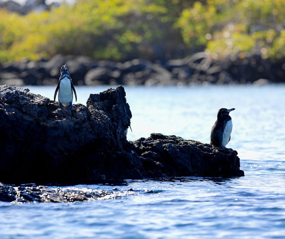 Galapagos penguins