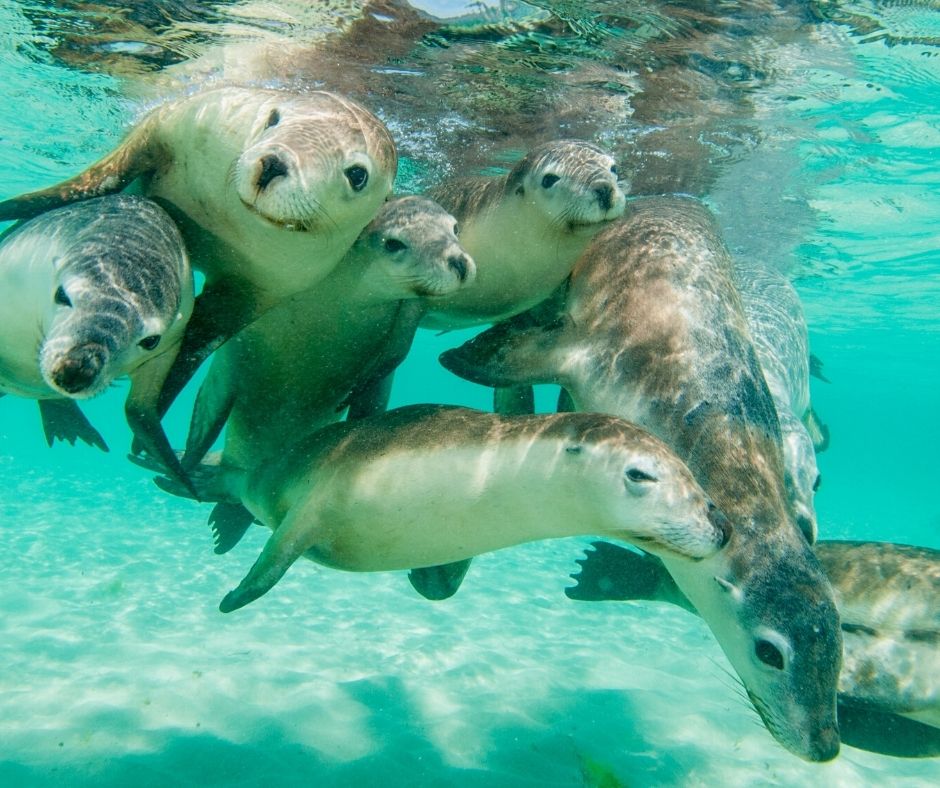 Sea lions