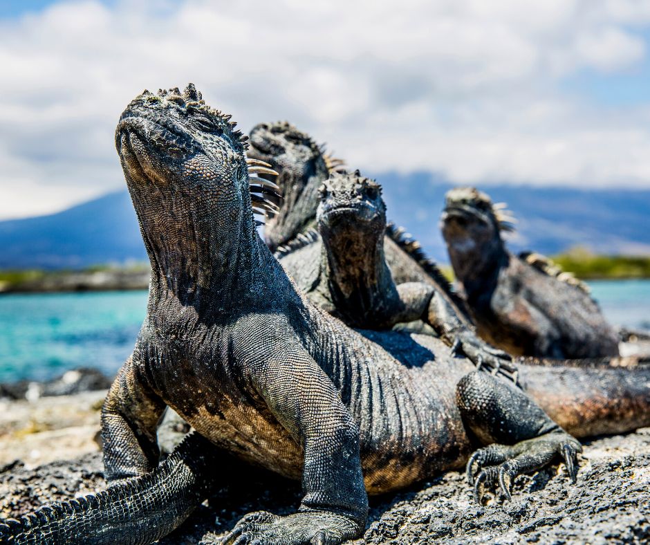 marine iguanas