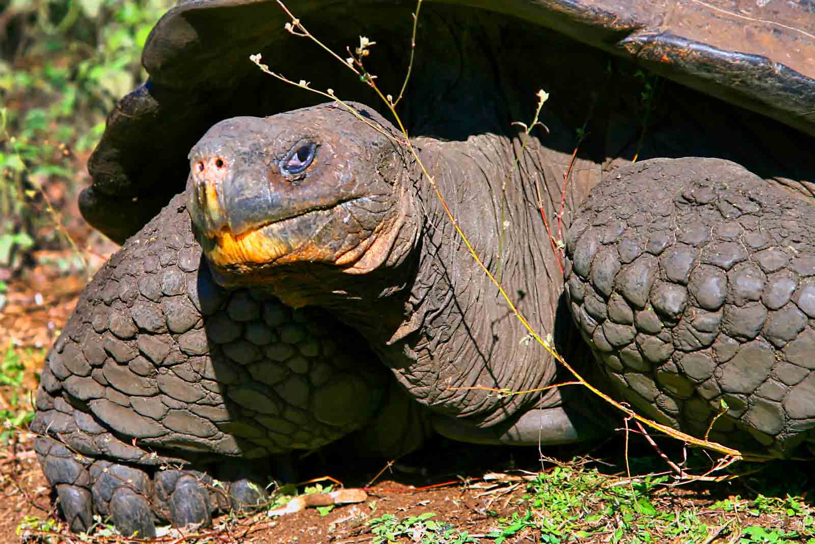 Tortuga gigante | Parque Nacional de Galápagos 