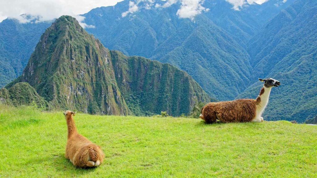 Alpaca - Machu Picchu